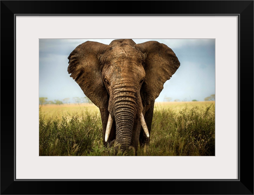 A portrait of an African elephant standing in the Serengeti grass.