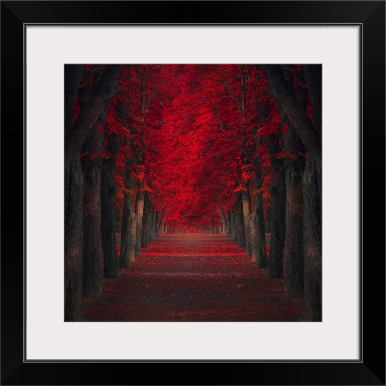 Pathway lined with trees with deep red leaves.