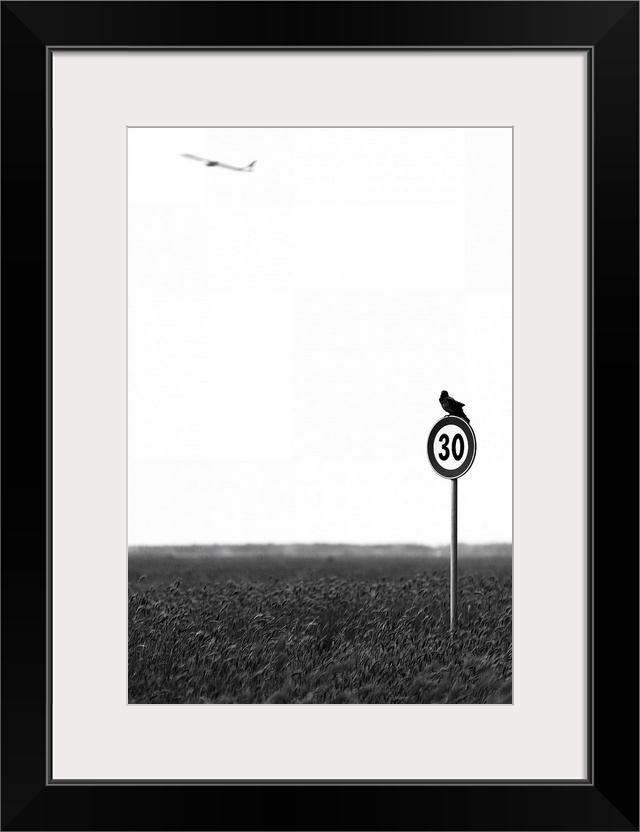 A bird sitting on a speed limit sign in a wheat field looks up at a distant plane.