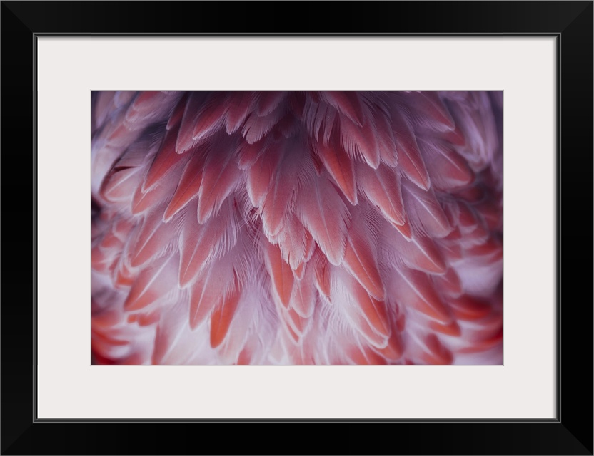 Beautiful close-up of the feathers of a pink flamingo bird.