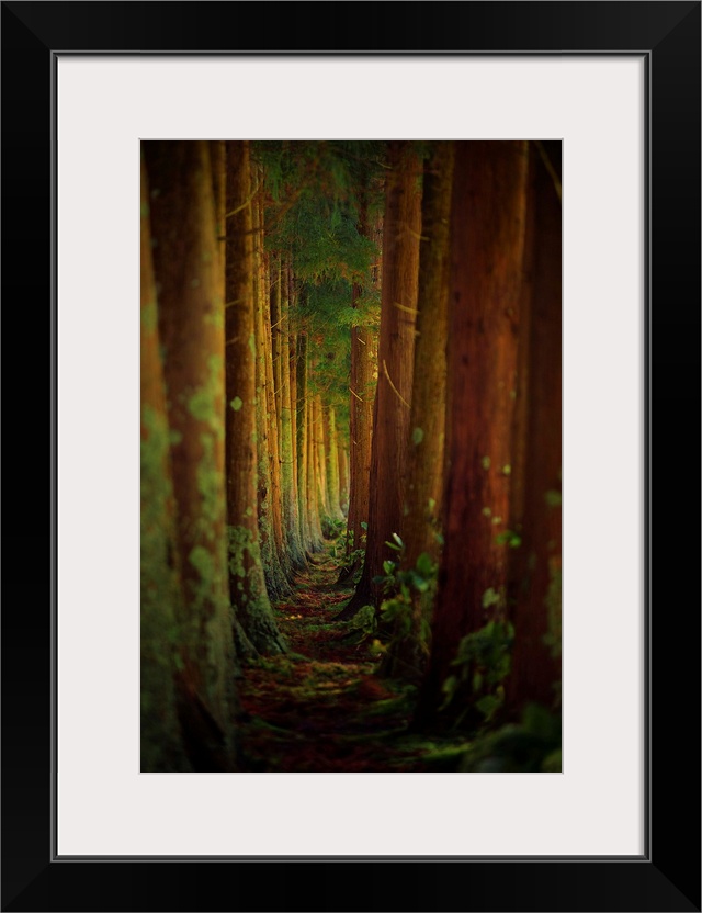 Looking through the narrow grove of trees in a forest.