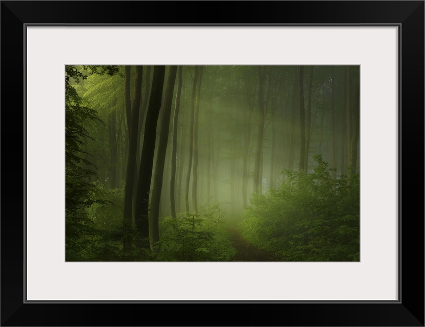 A path through a forest full of ferns, with beams of sunlight shining through the mist.