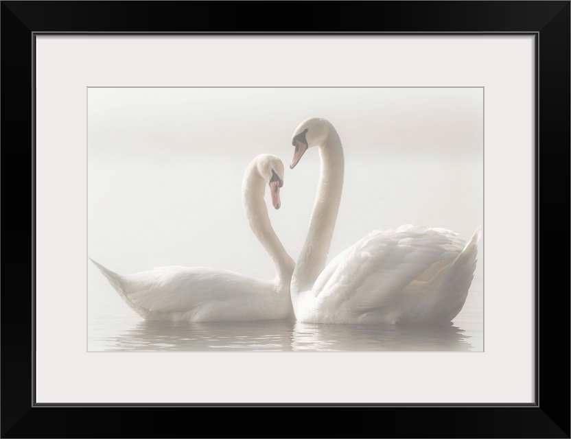 Two Mute Swans swim closely together, their arched necks creating the image of a heart.