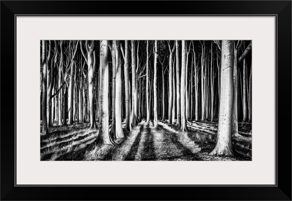 High contrast image of a forest of sturdy trees, resembling columns.