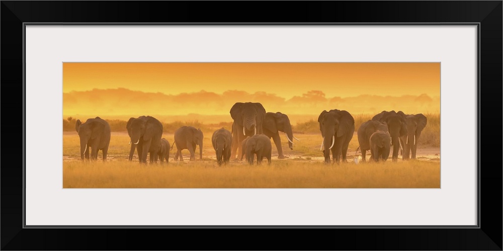 A photograph of a herd of African elephants on the Savannah seen from behind.