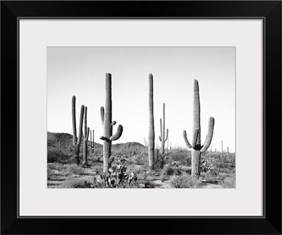 Grey Cactus Land