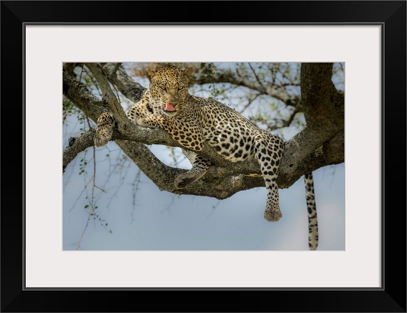 Photograph of a leopard laying in a tree licking its lips.