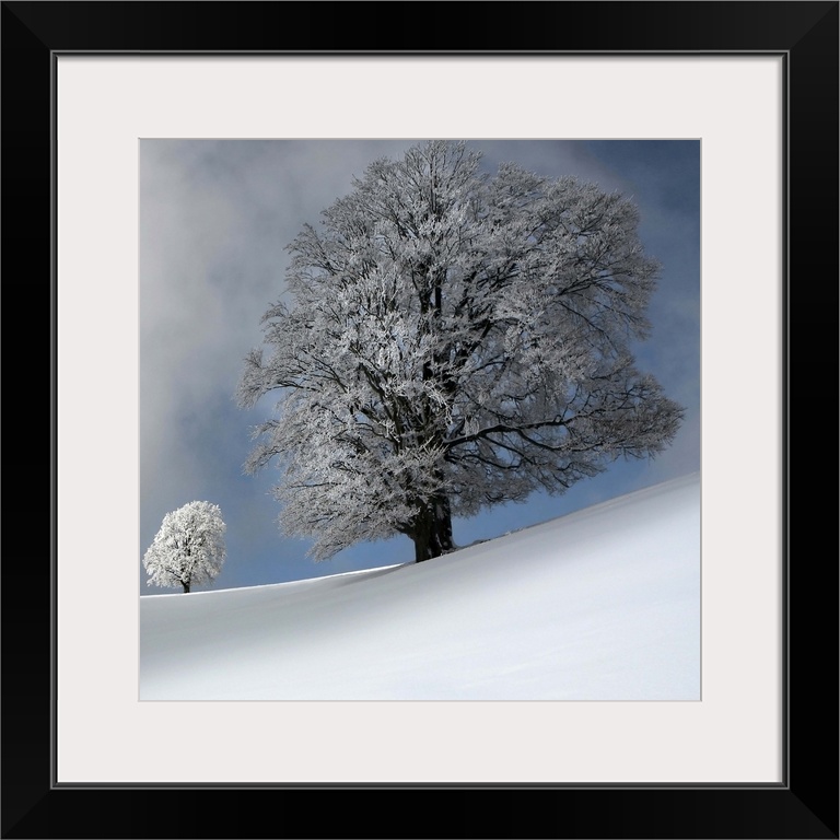 A large tree with dense branches in a landscape of untouched snow, with a matching smaller tree in the distance.