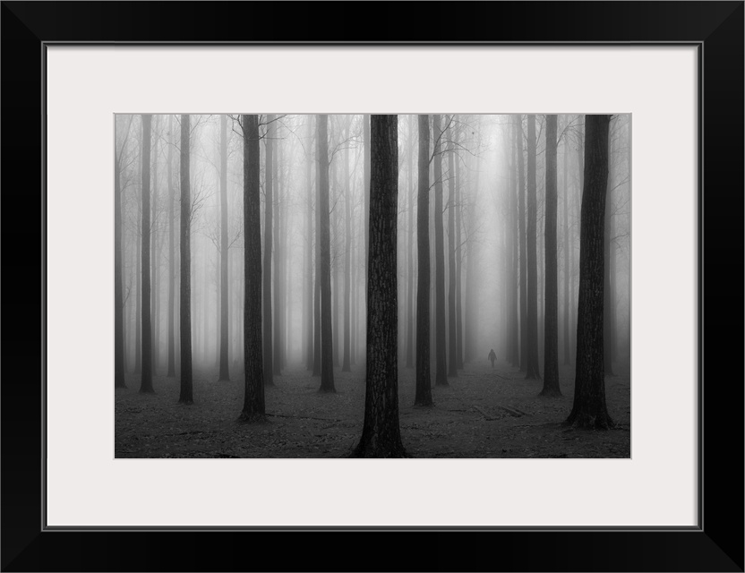 A silhouetted figure walks through a foggy forest of tall thin trees in rows.