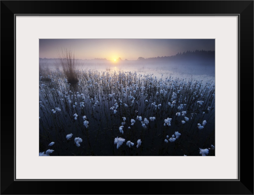 Wispy flowers in a misty marsh in the morning.