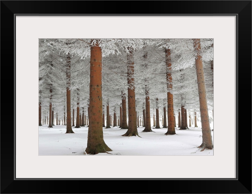 A forest of orange toned trees with the branches and ground covered in snow, Serbia.