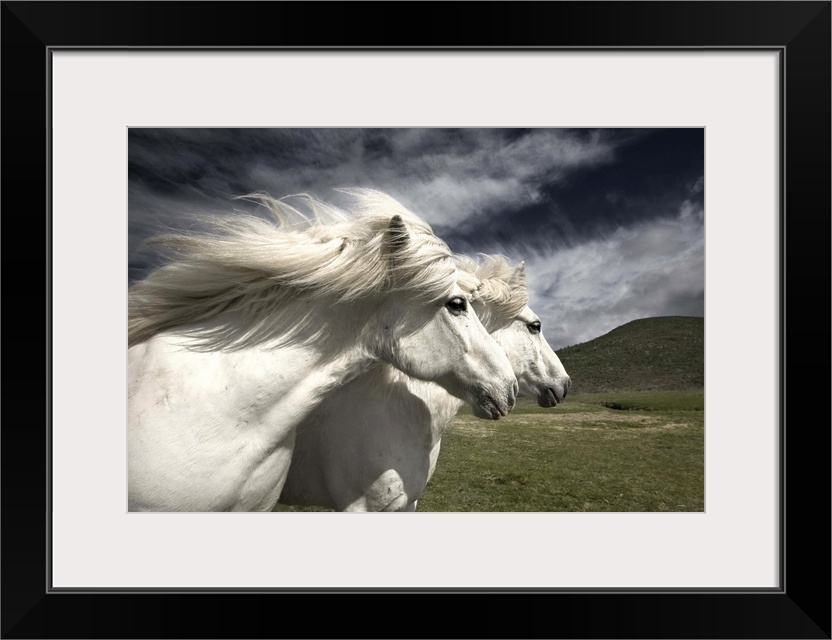 Two white horses with manes blowing in the wind, in Iceland.