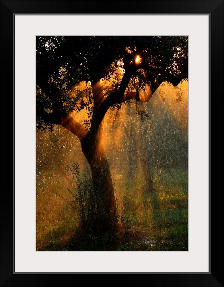 Raindrops falling through a tree in a summer storm, illuminated by the light of the setting sun.