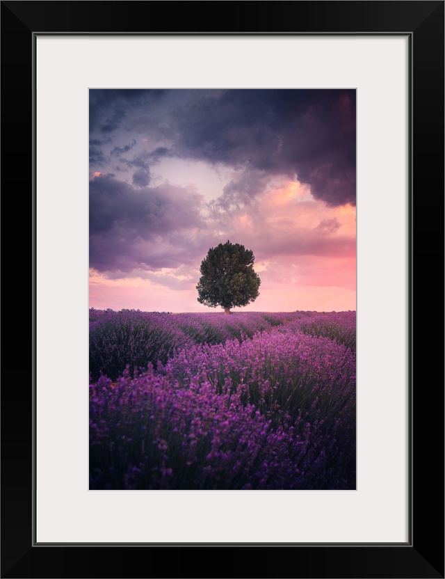 Lavender Fields, Isparta