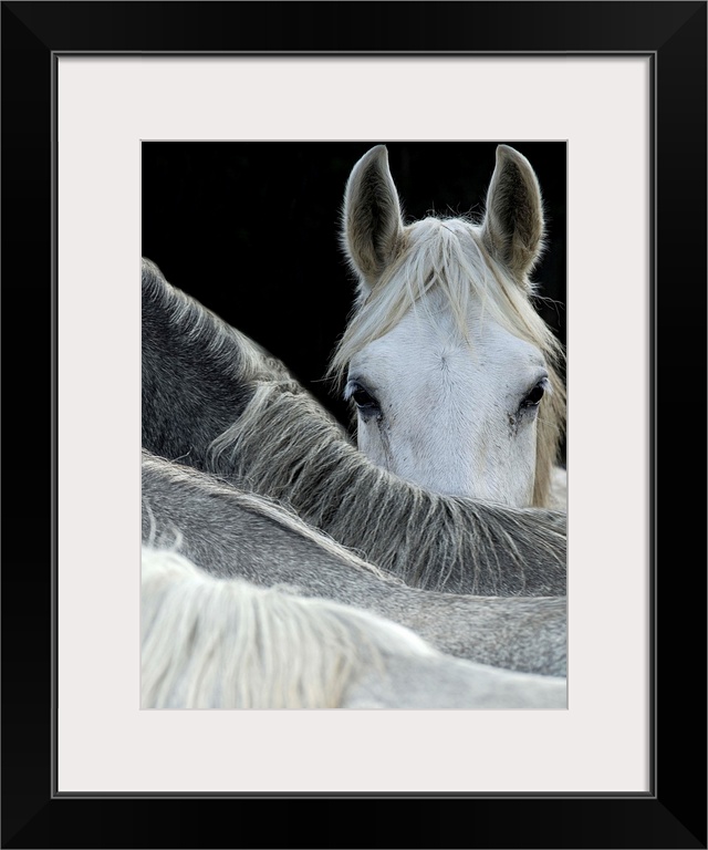 A white horse peering over the backs of its herd-mates.