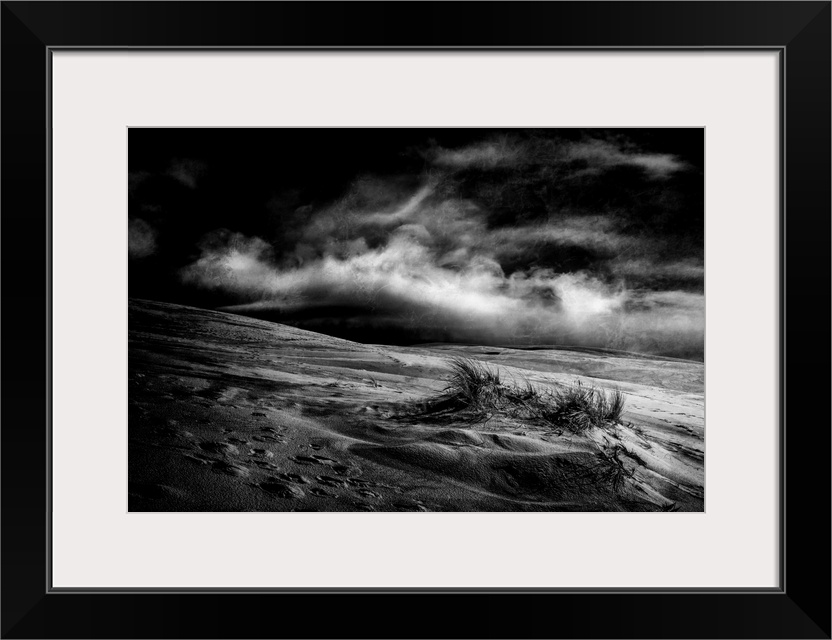 Marram Grass