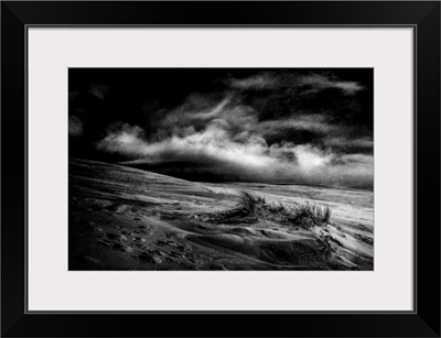 Marram Grass