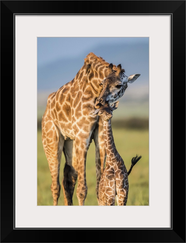 A mother giraffe nuzzles its baby on the African plain.