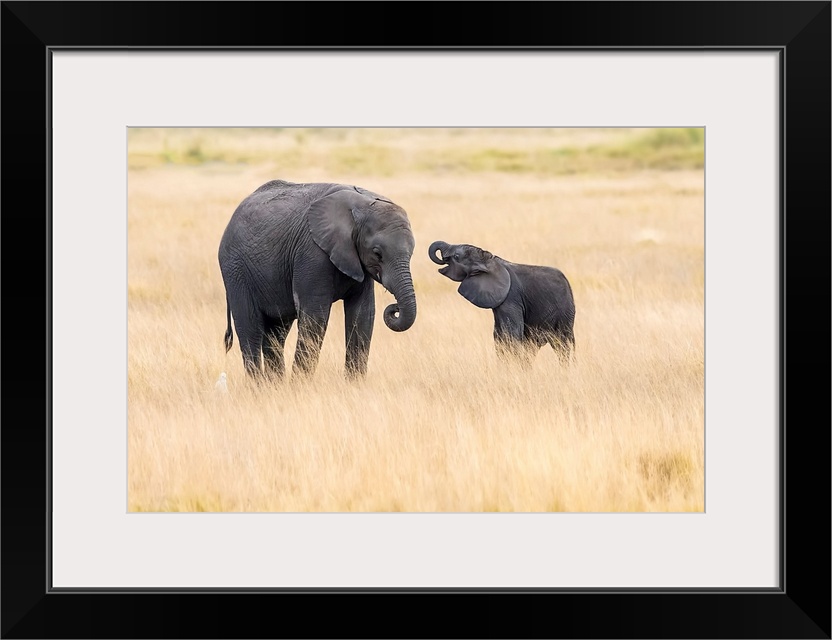 Mother And Baby Elephants