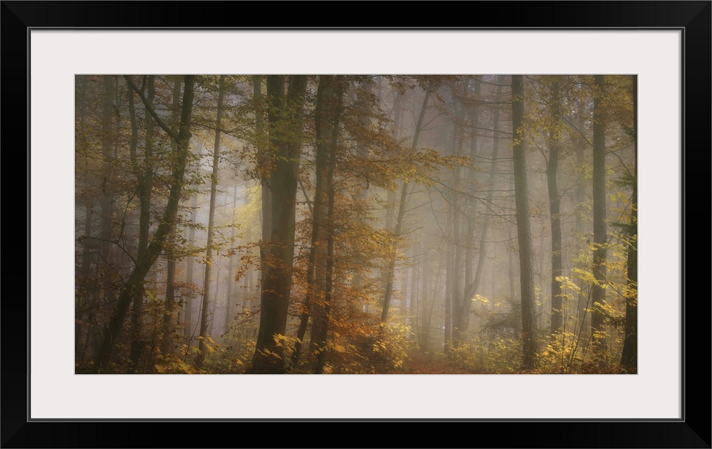 Path through a misty forest with light from the late afternoon in the fall.