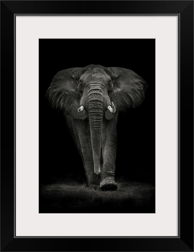 A Big lonely Elephant Bull captured in the Ngorongoro Crater in Tanzania.