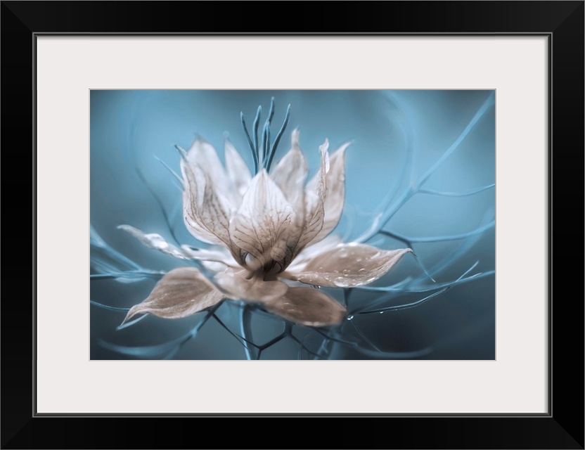 A striking photograph of a white flower with blue branches streaming from it.