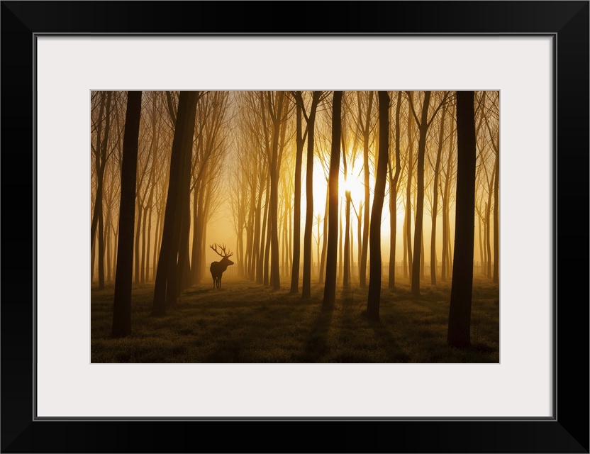 A deer standing in a forest while the sun rises behind casting everything in fog and silhouette.