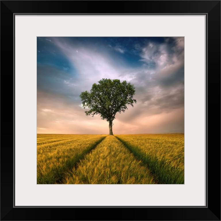 A lone tree stands in a green field in the countryside with glowing clouds in the distance.