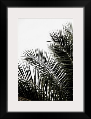 Palm Leaves 3