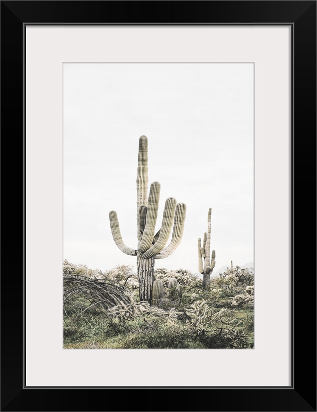 Pink Saguaro