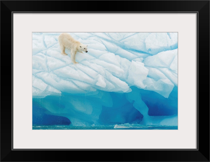 A polar bear on the edge of a glacier.
