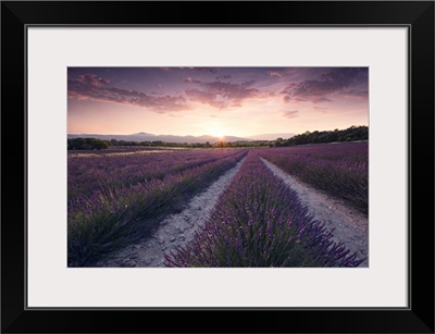 Purple Provence