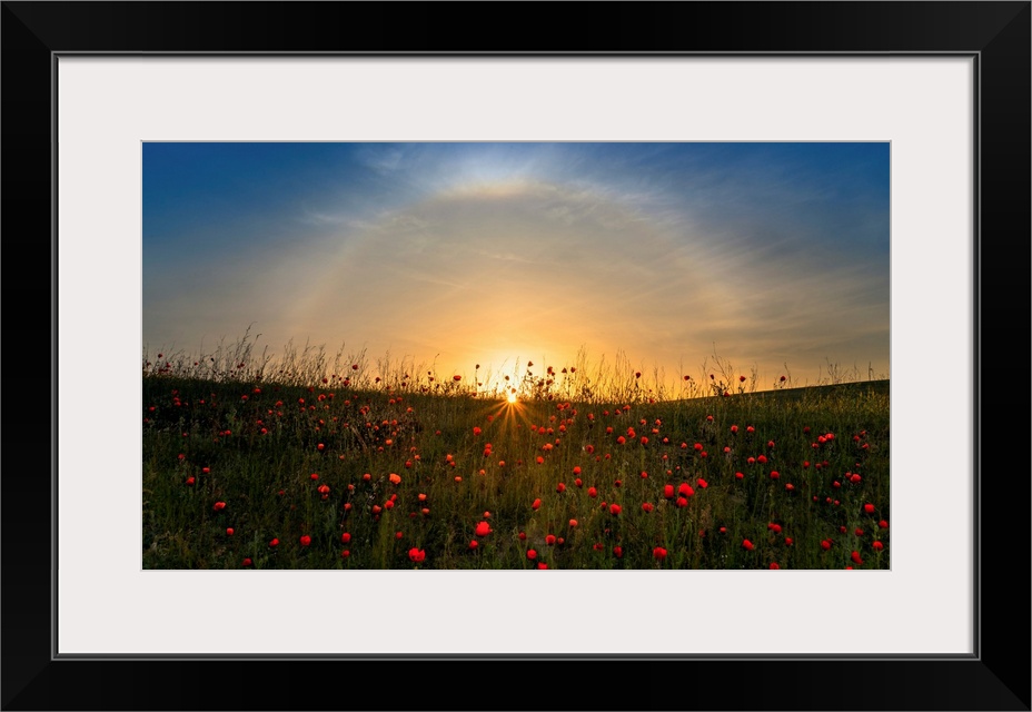 Red Poppies And Sunrise