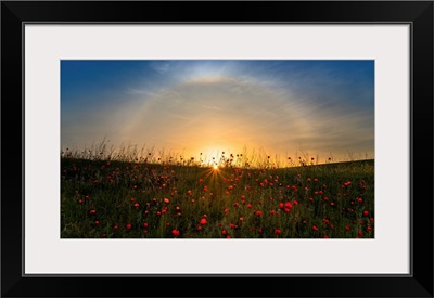 Red Poppies And Sunrise