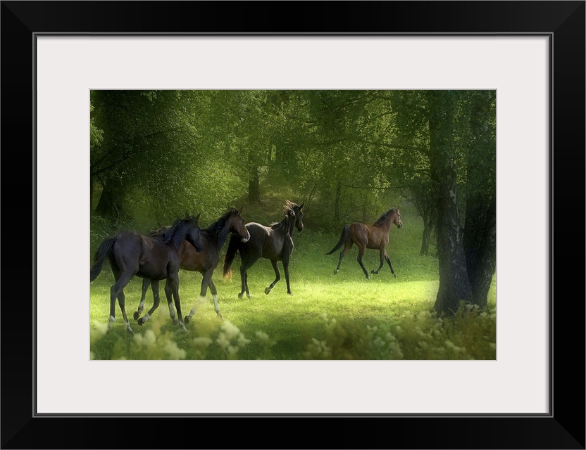 Four horses trotting in a green forest grove in Sweden.