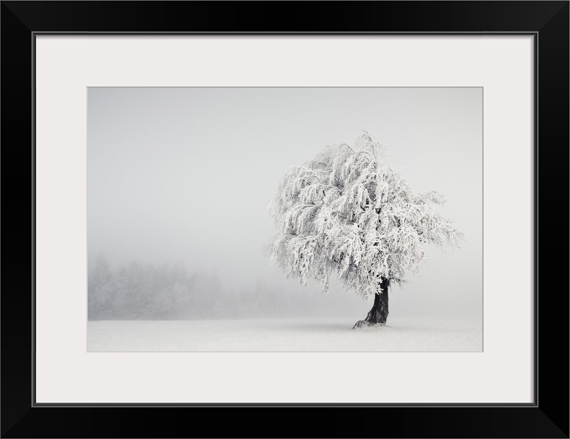 A lonely tree stands in a winter landscape, its branches heavy with snow.