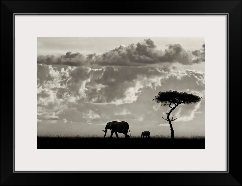 An Elephant cow with her calf walk past an acacia tree against a bright dramatic African sky.