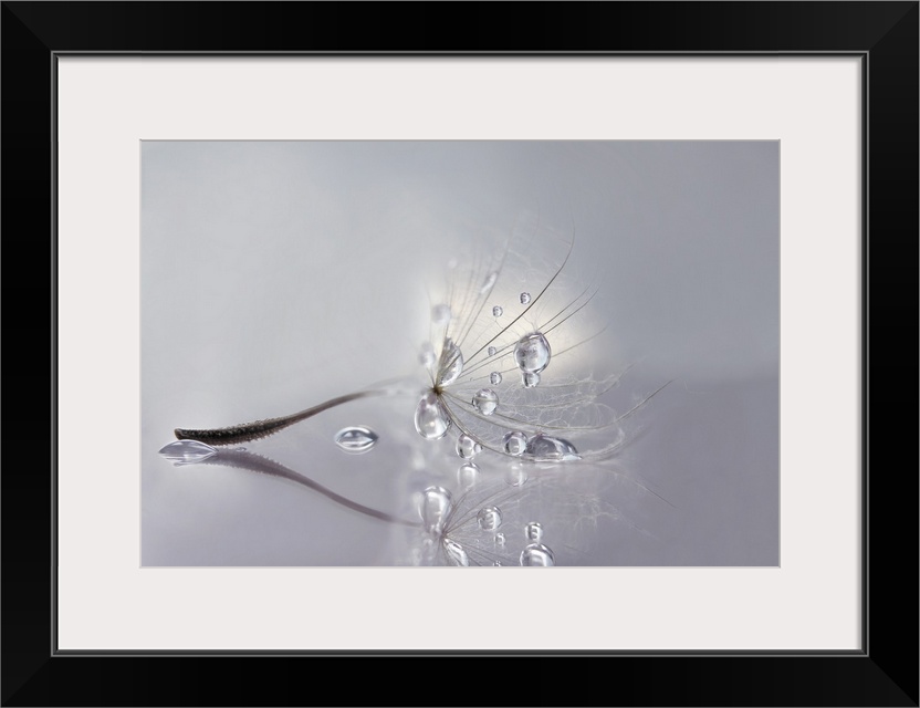 Macro photo of a dandelion seed with water drops.