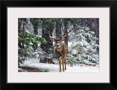 Snow Storm And The Buck Deer