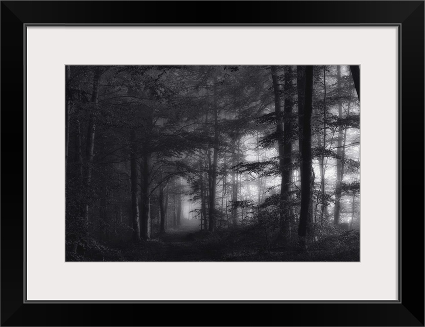 Black and white image of a misty forest.