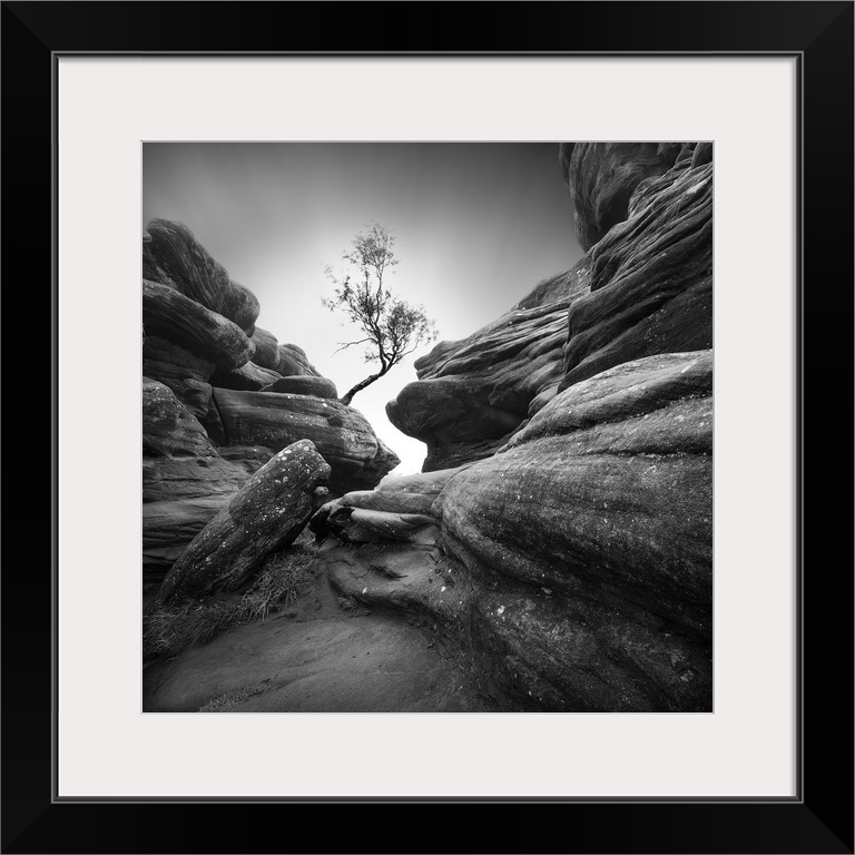 A rocky and rugged narrow way to get to a lone tree.