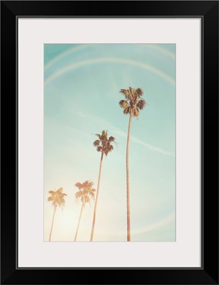 Sunny Cali Palm Tree