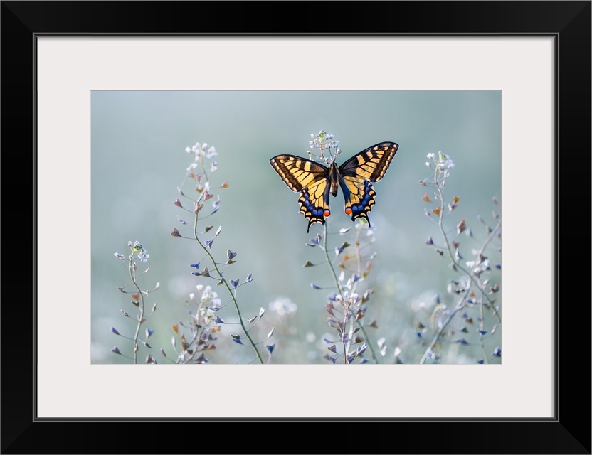 Swallowtail Beauty