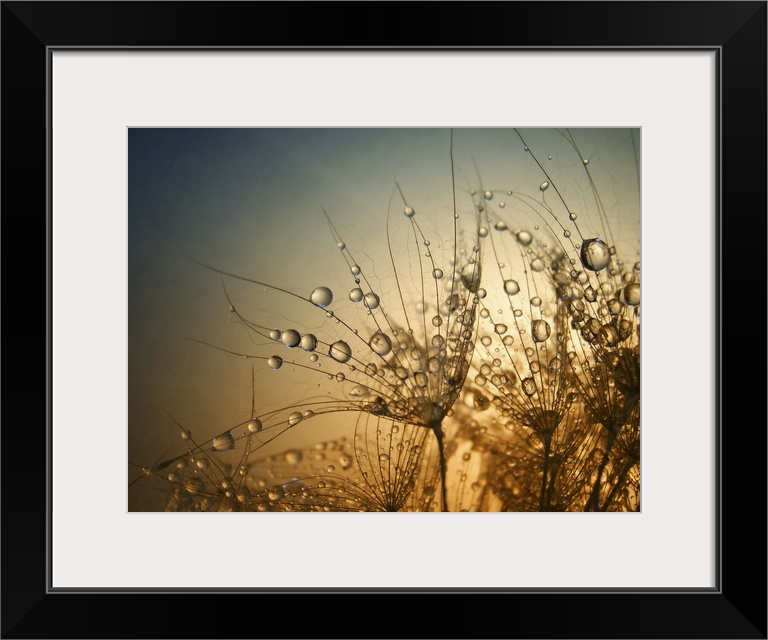 Macro photo of droplets of water on small plants, at sunset.