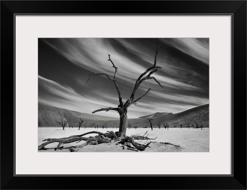 Dead trees stands in an arid desert landscape, Namibia.