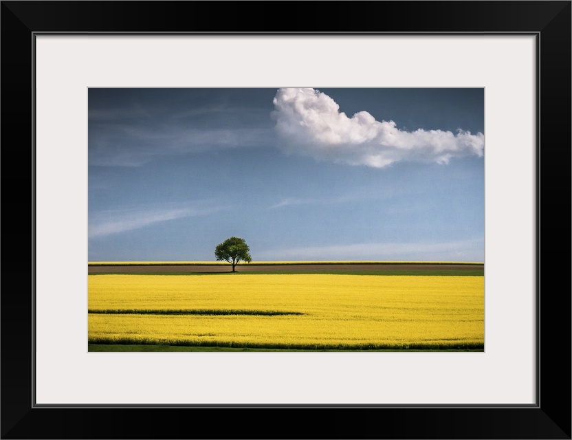 A tree in the center of a bright yellow canola field with a lone cloud floating by.