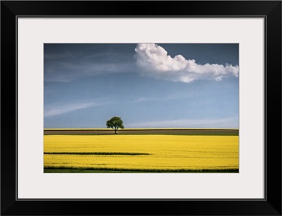 The Tree And The Cloud