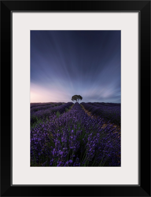 The Tree And The Lavender