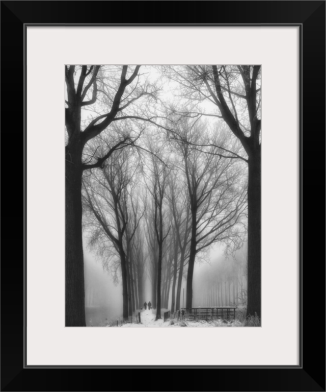 Winter landscape of tall bare trees lining a path into the foggy distance.