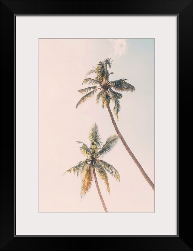 Tropical Palms